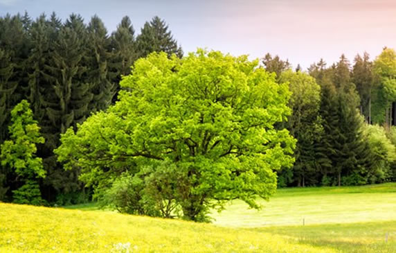 Warum Online-Lotto die Natur schont Warum Online-Lotto die Natur schont