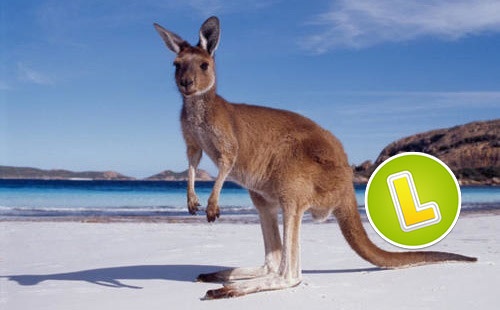 Känguru am Sandstrand Australiens