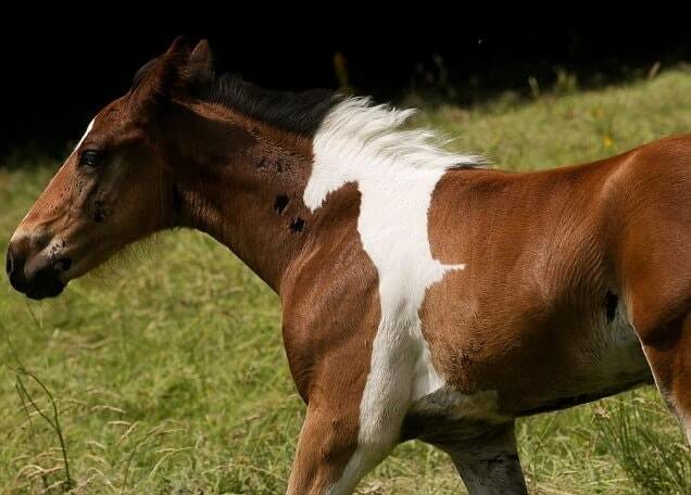 Unglaubliche Bilder - Pferd auf Pferd