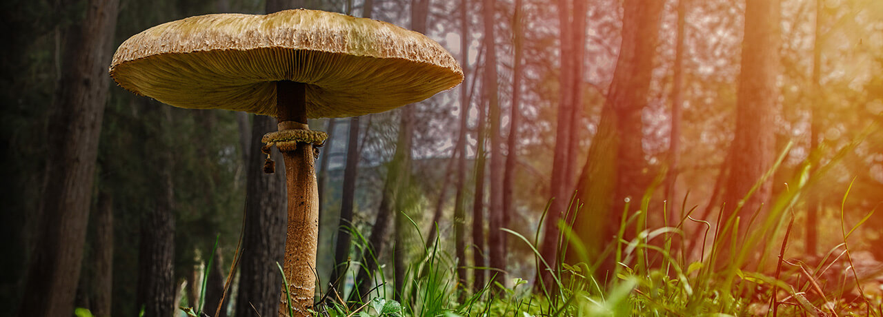 Bild von einem Pilz im Wald